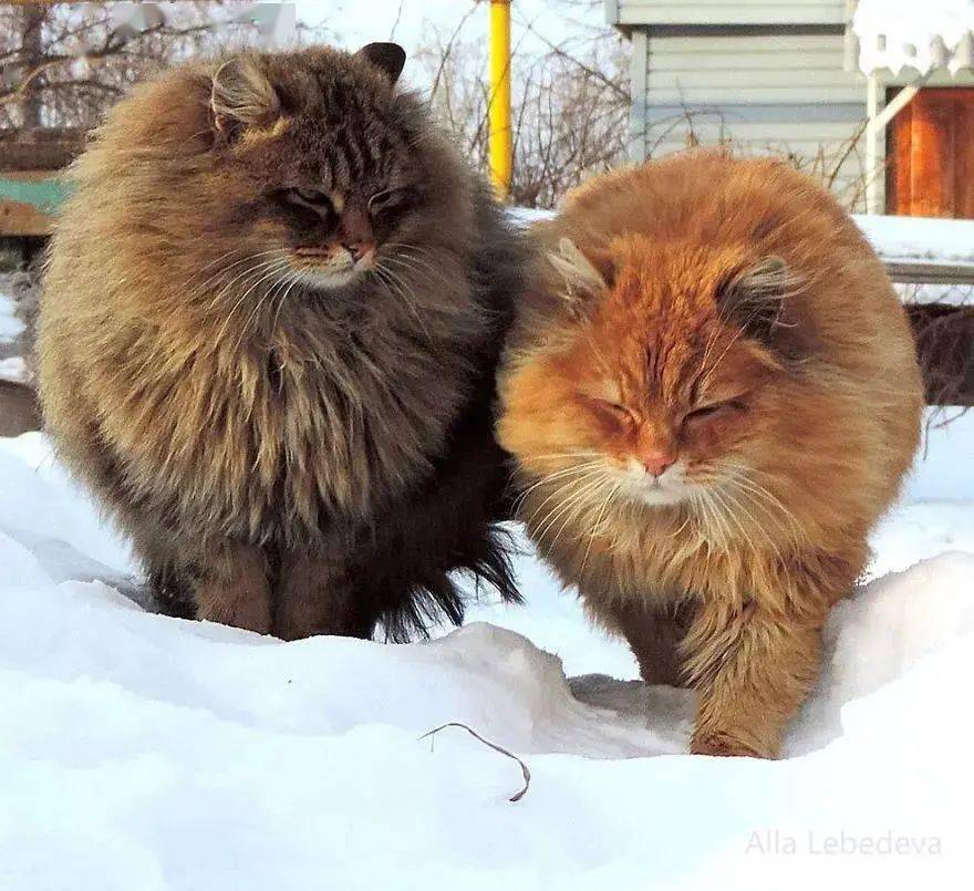 敢惹俄罗斯的猫!_战斗民族_森林_渔猫