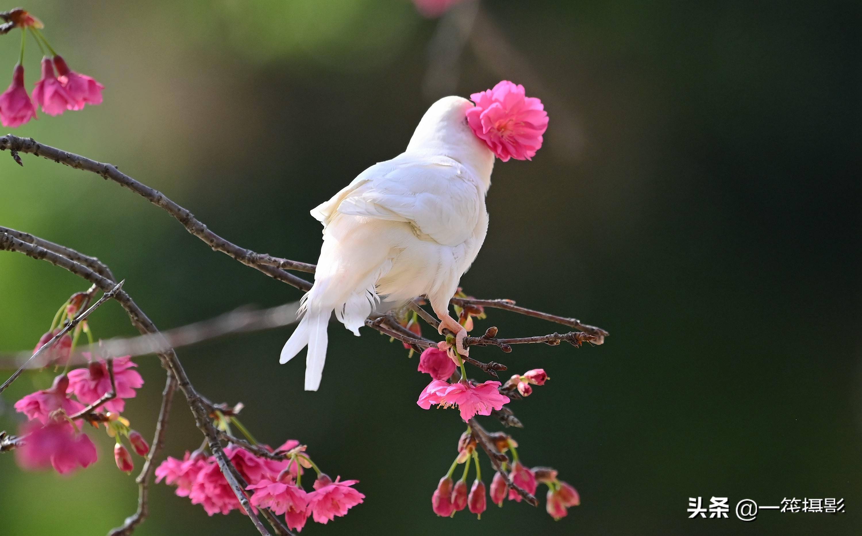 鹦鹉赏樱花_钟花_虎皮_樱桃
