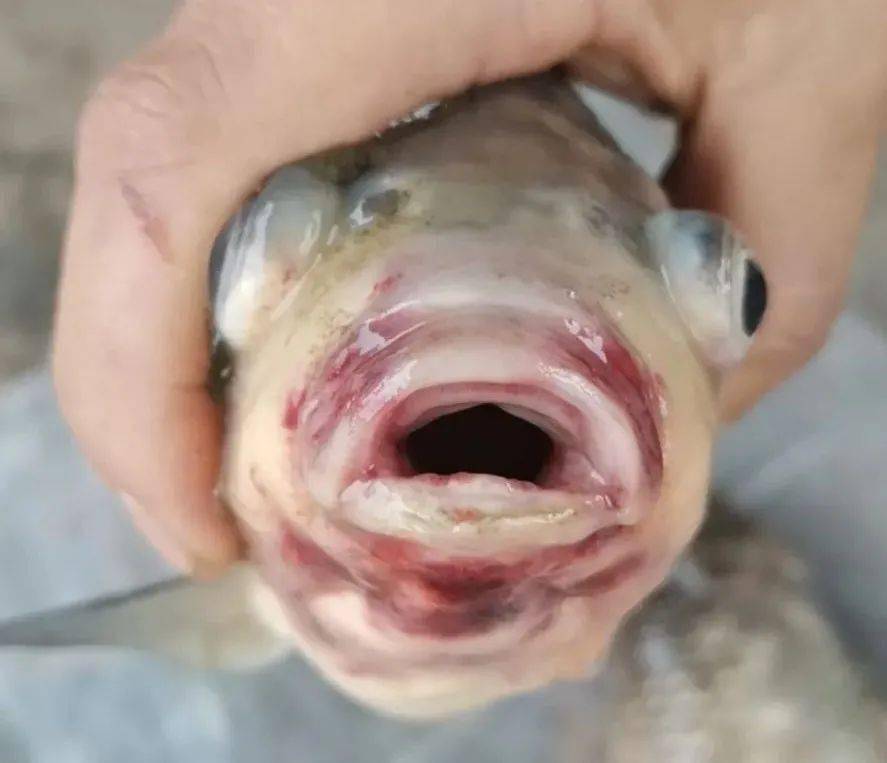 注意防控新型鱼瘟红嘴烂身为主要症状的新病种鲫鱼为主要发病鱼种草鱼