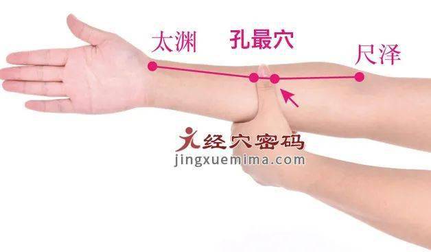 孔最穴归属"手太阴肺经",位于人体前臂掌面桡侧,当尺泽穴与太渊穴连线