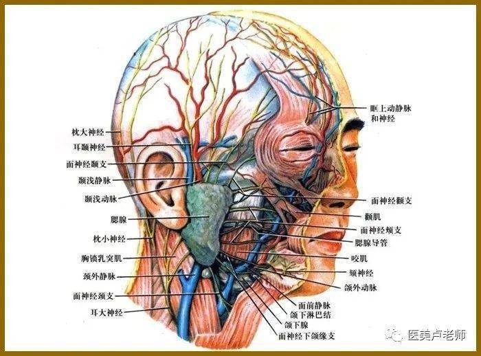 解析颜面部解剖的支持韧带