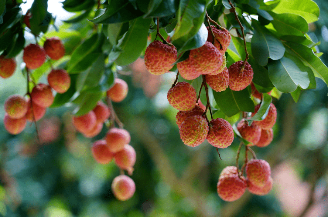 中国荔乡,醉美增城,本周日见!_荔枝_旅游_乌榄