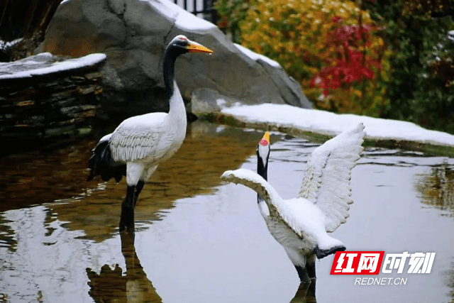 步一|零陵古城雪景，太！好！看！了！吧