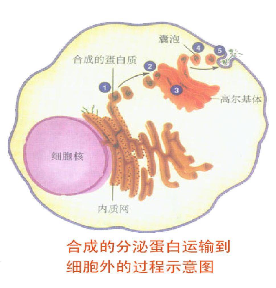 高中生物生物学图片集汇总你都认识吗