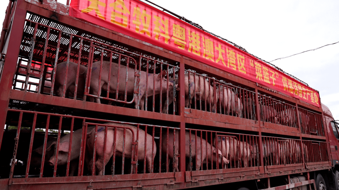 我区供港活猪保质保量保供给 能及时满足粤港澳大湾区需求_生猪_供应