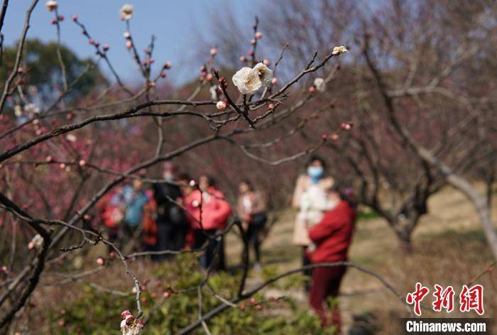 市民|江南赏梅胜地无锡梅园花开正盛迎客来