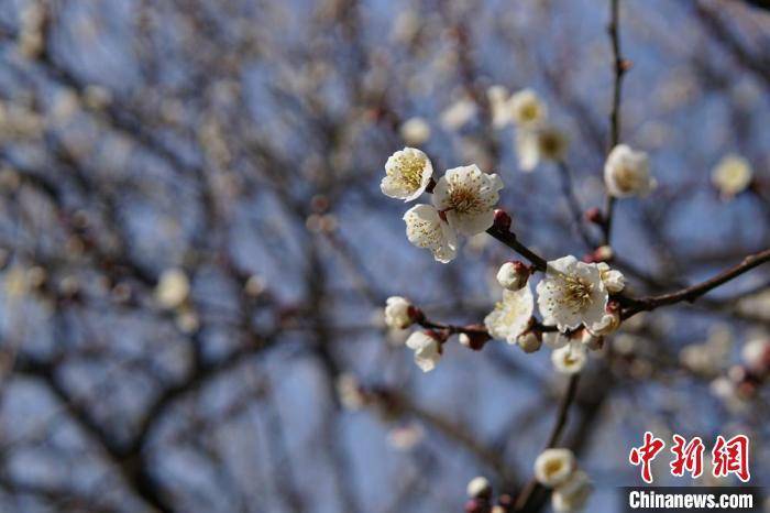 市民|江南赏梅胜地无锡梅园花开正盛迎客来