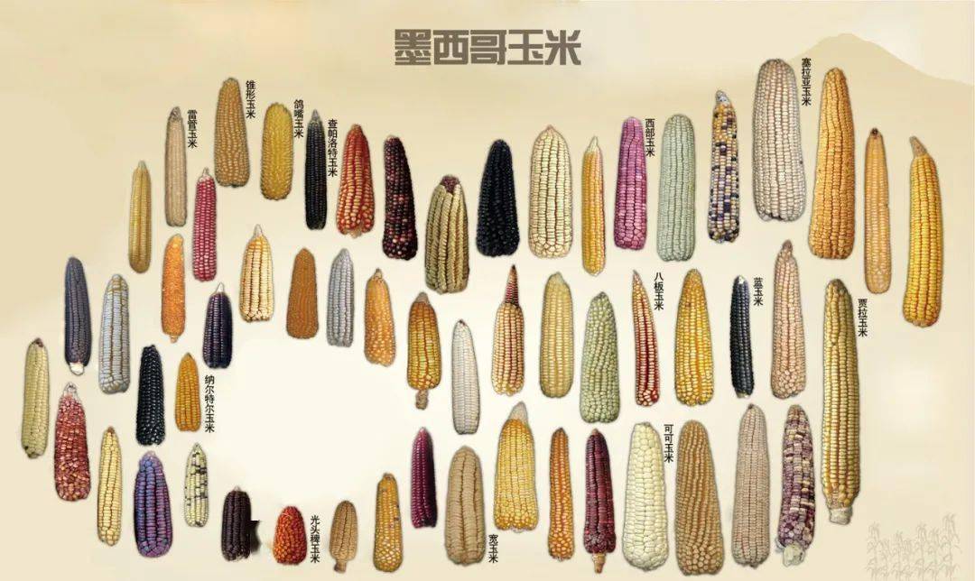 拥有64种玉米的墨西哥人为何将其奉为神物