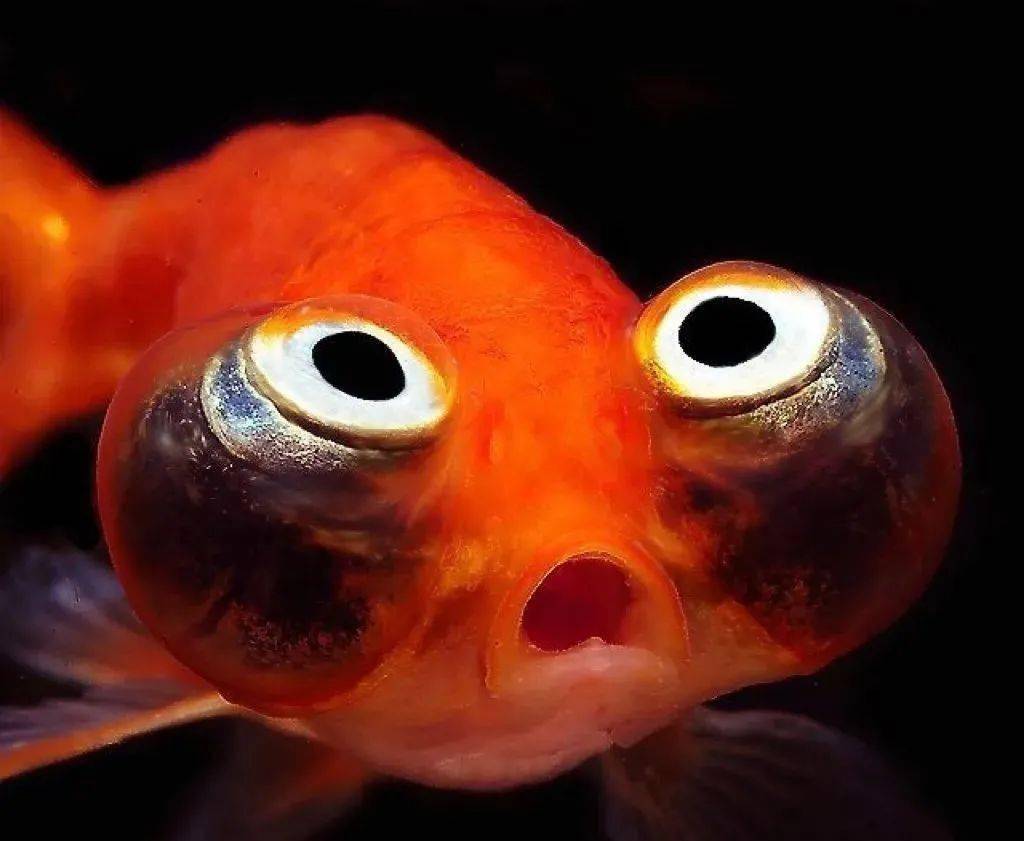 "望天金鱼",一种眼球只能向上看的金鱼--------------《7》