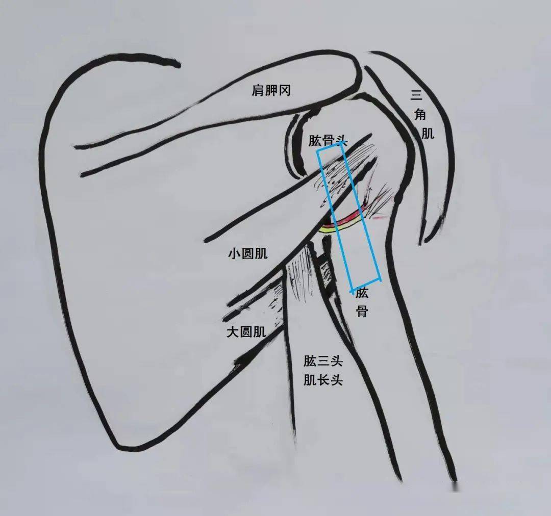 超声解剖61一把勺子腋神经的超声解剖