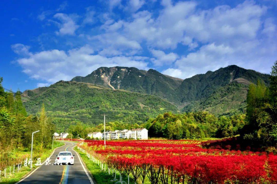 社区|一切向暖的季节，来都江堰这个高颜值踏青地，尽享春日悠闲~