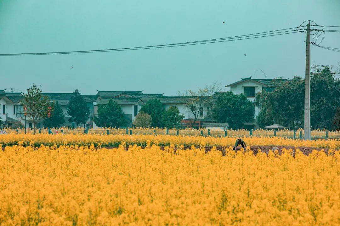 白头镇五星村油菜花图片