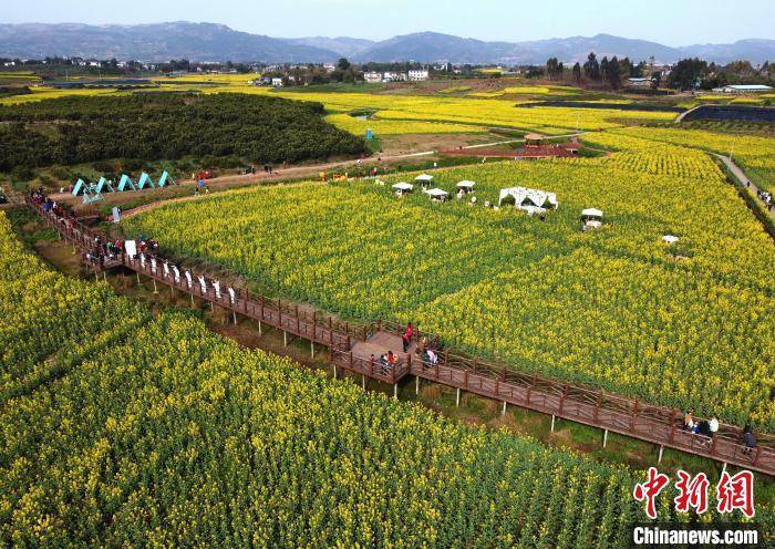 踏青|成都金堂万亩油菜花海盛开 游客踏青出游