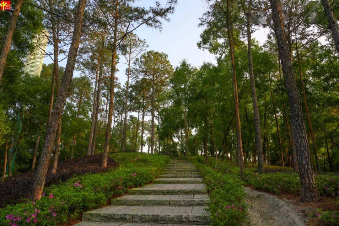 中山美景一天內兩度登上央視_公園_春風_橫欄