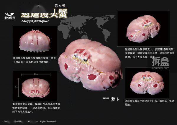 全套动物星球 心宽体胖系列 第六弹 甲壳类动物 手办摆件