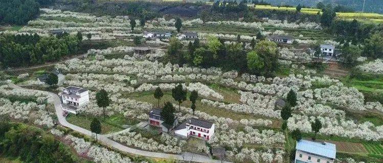 梦里梨花 | 苍溪赏梨花目的地之元坝镇西溪村_梨树_年更比_晨风