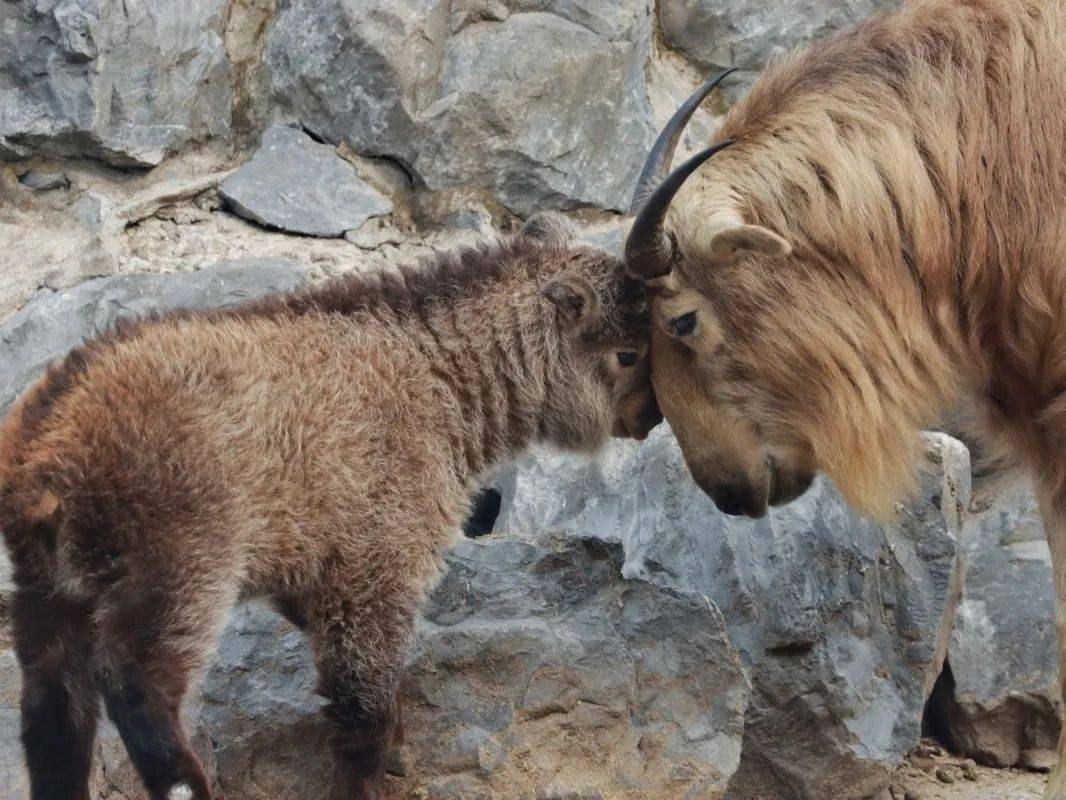 满月四川羚牛宝宝加入群聊啦