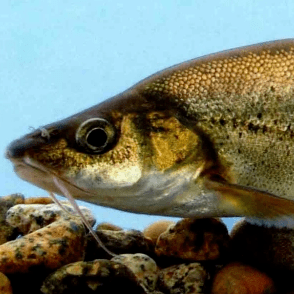 活动预告科普小课堂滇池金线鲃