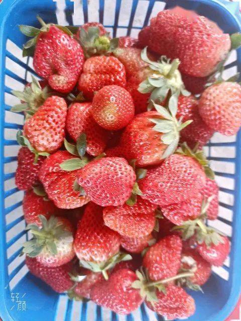 打造两区一胜地兰坪恩棋栽下致富果莓好新生活