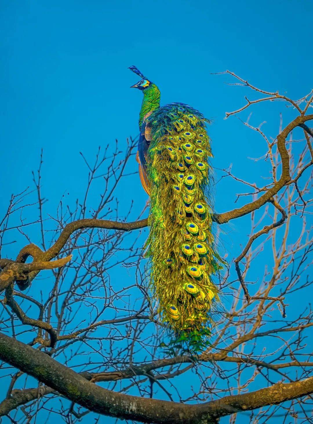 【行摄云南】孔雀进入最佳观赏期,错过再等一年!_投稿人_方式_游客