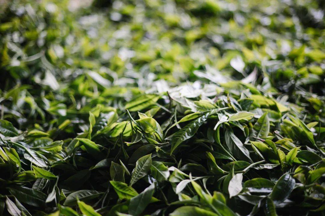 普洱茶春茶夏茶秋茶有什么区别