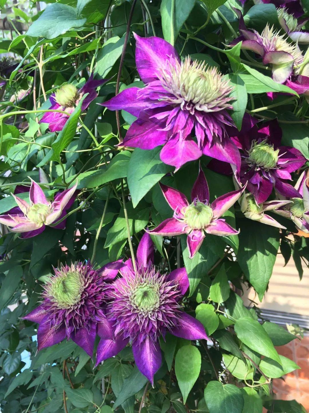 铁线莲| 为什么大家都选"紫子丸",花朵颜值高,养护容易,三季有花赏