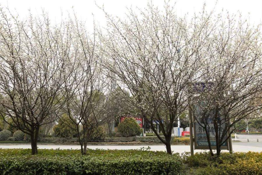 不负春光来天门植物园寻找春日印记