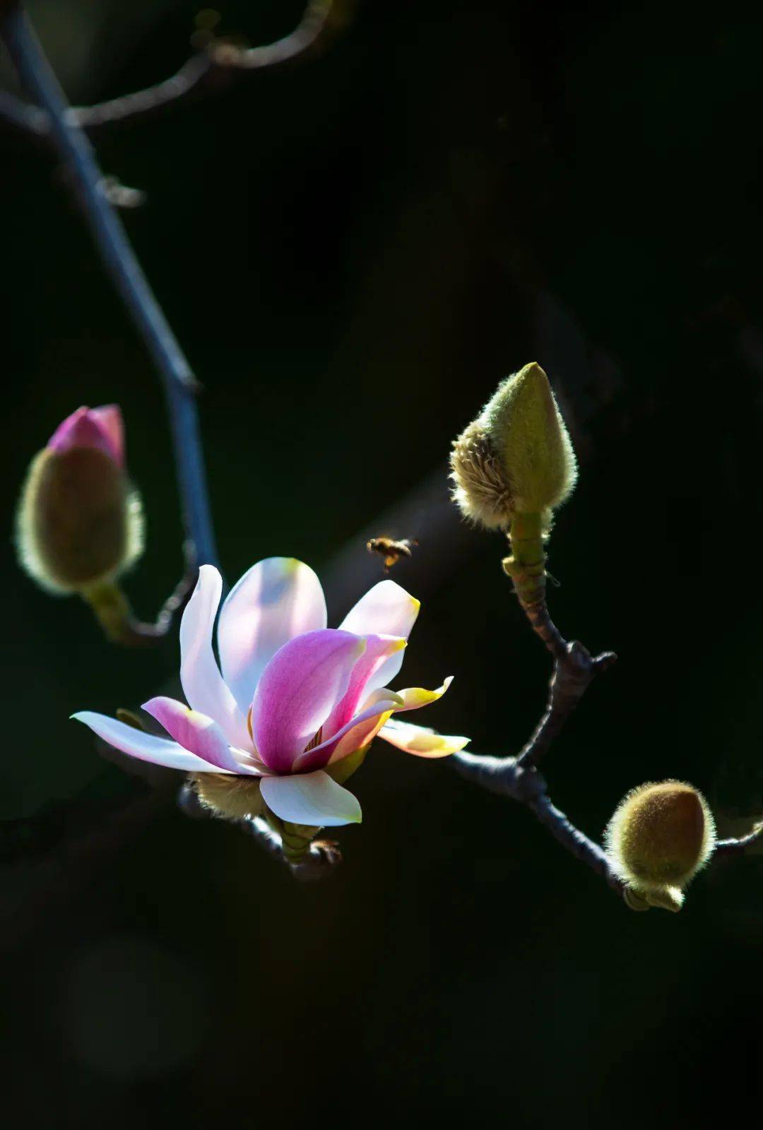 疫情|以花为媒，赴一场春日之约！