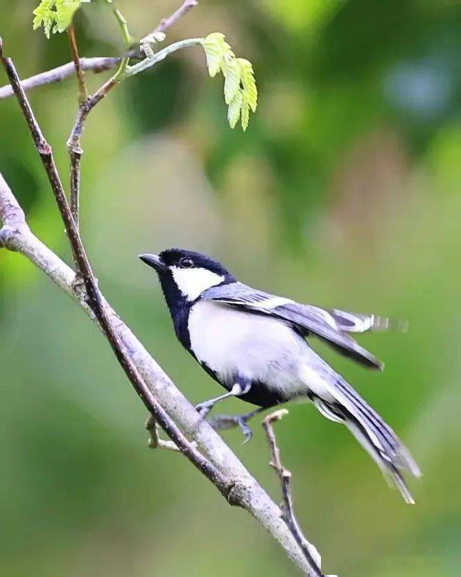 可爱的苍背山雀