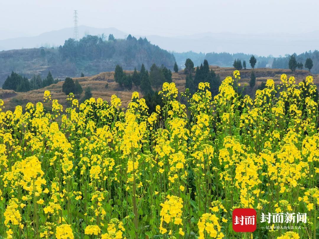 花開四川種植面積超30萬畝四川達川各地油菜花扮靚山村鄉野