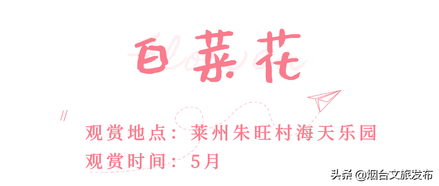 月季|春风十里，烟台赏花走起！