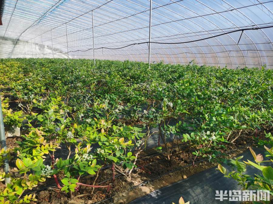 半岛聚焦丨一颗蓝莓一只鸡背后藏着数十项专利好品山东折射乡村振兴