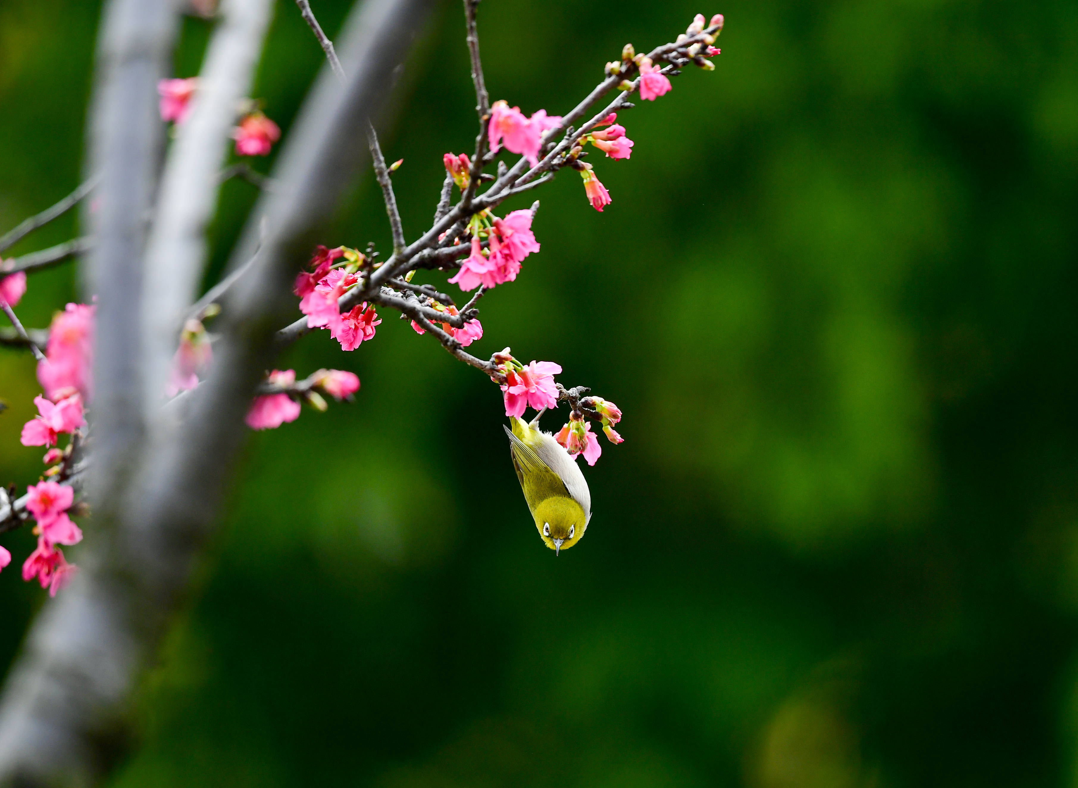 花姿鸟态 活色生香 花城 鸟儿 湿地