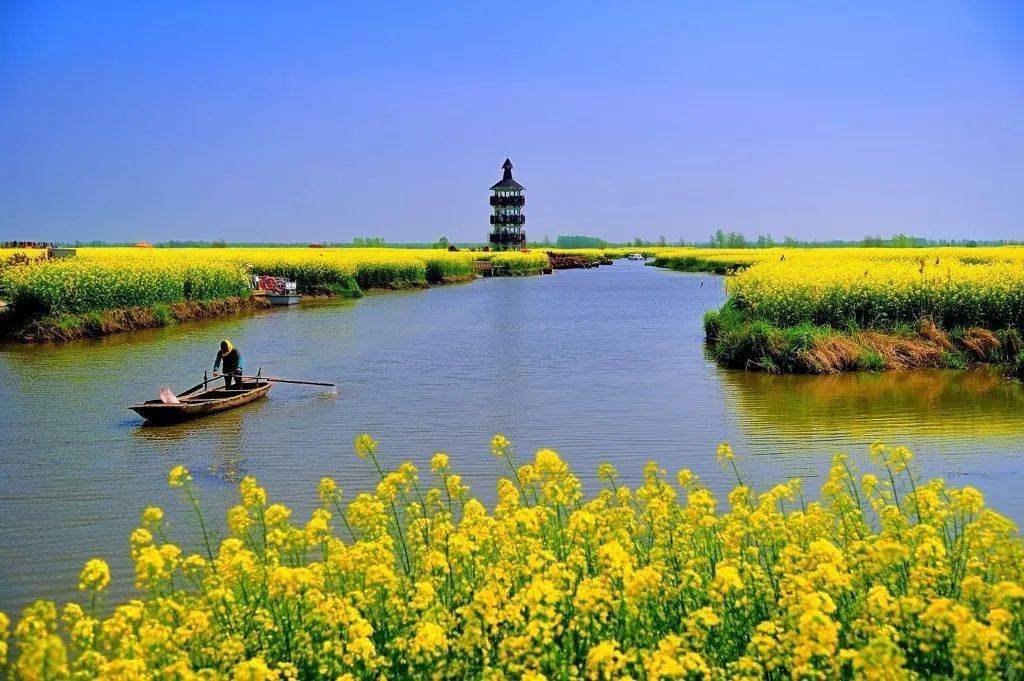 丹阳联盟自组团3月13日兴化千垛菜花溱潼古镇一日游118元人