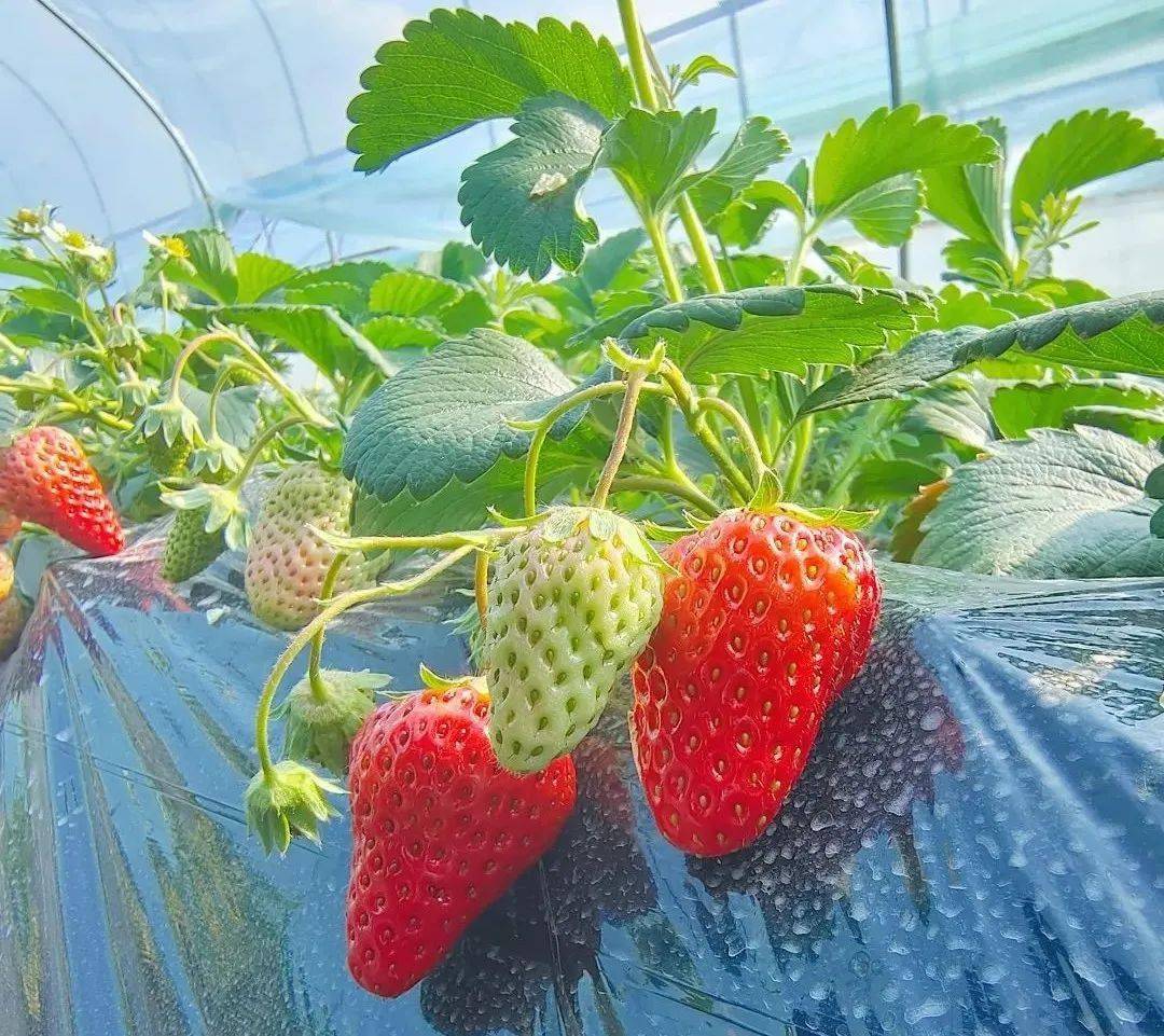 城固县|Hey~ 这是篇很甜的推送→