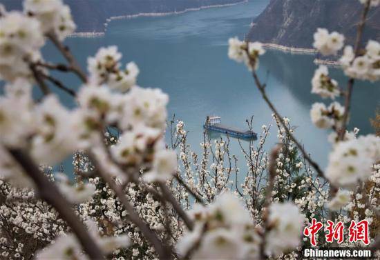 季节|重庆巫山大溪2000余亩樱桃花竞相绽放 美不胜收