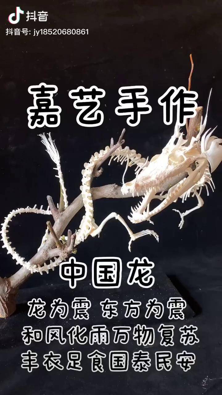骨骼标本三种骨头拼出的中国龙到你们表现的时候了下期作品评论区抽取