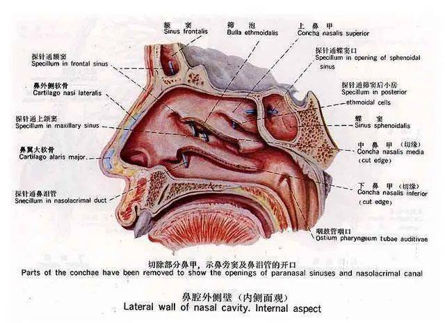 鼻子堵塞结构图图片