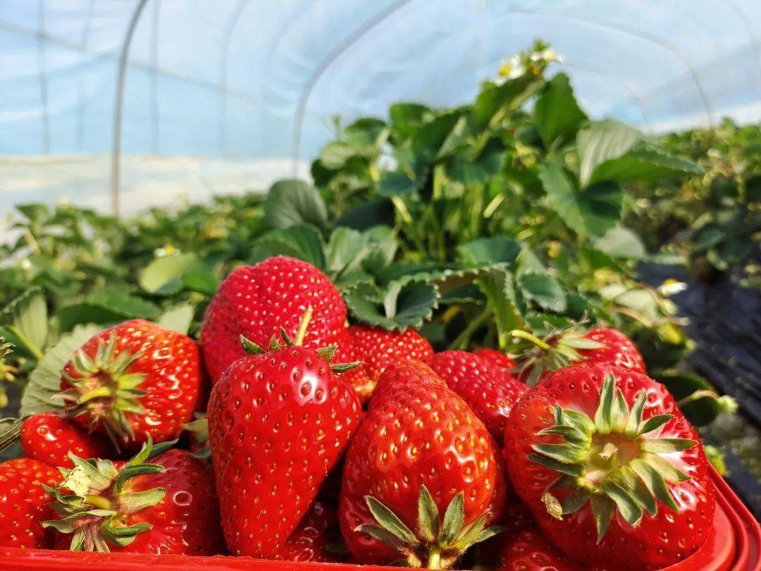 城固县|Hey~ 这是篇很甜的推送→