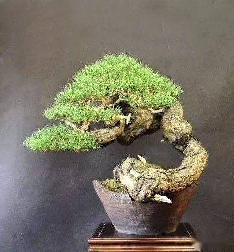 二月二,龙抬头_山松_cm_作品