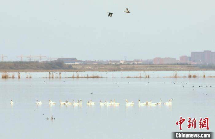 天鹅|天鹅“打卡”衡水湖 京津冀最美湿地成“网红客栈”