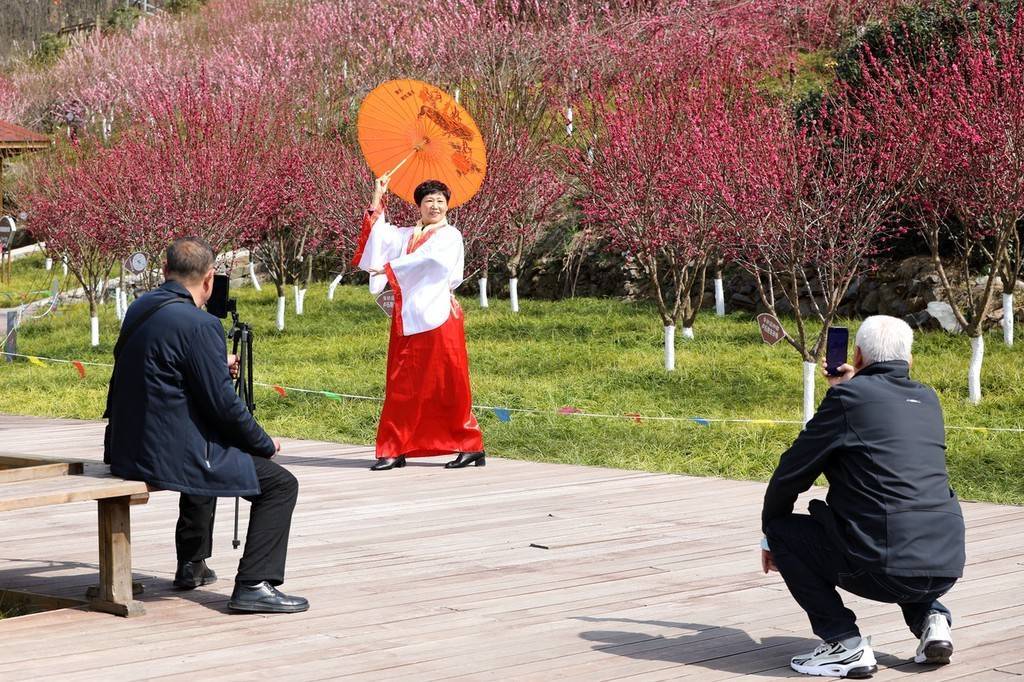 陕西|暖春时节 陕西宁陕子午梅苑梅花盛开迎客来