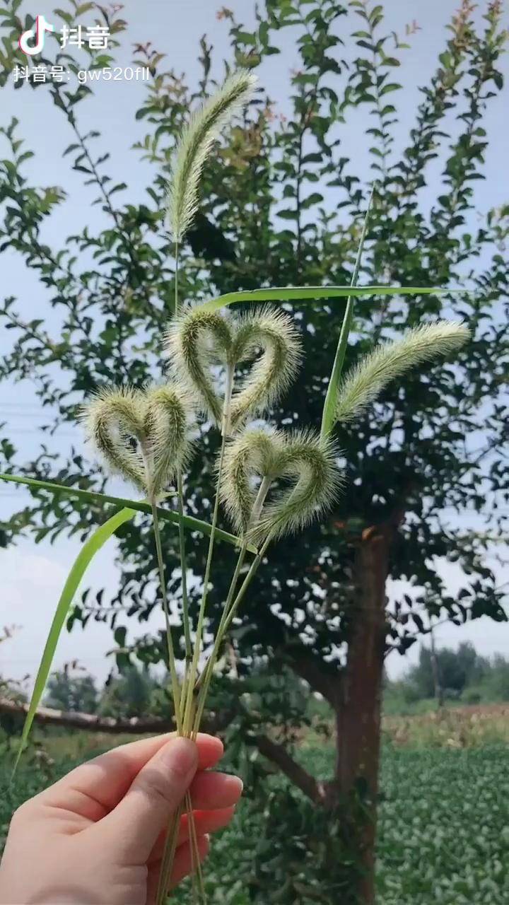 何谈有爱点亮小,送上狗尾巴草花束教程哦我要上热门_何谈_一个人_花束