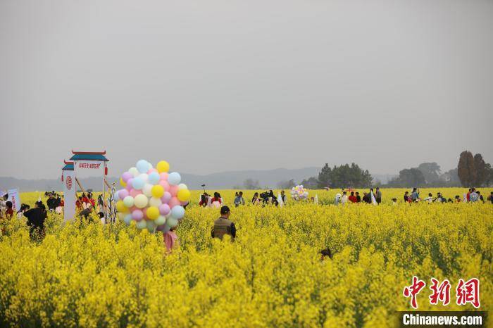 油菜花|江西万安乡村油菜花绽放 春暖花开醉游人