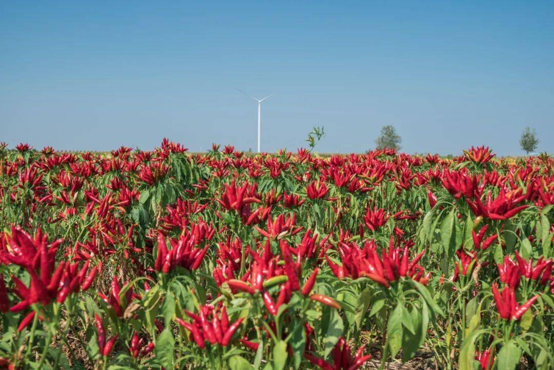 漯河临颍一株辣椒背后的现代农业传奇