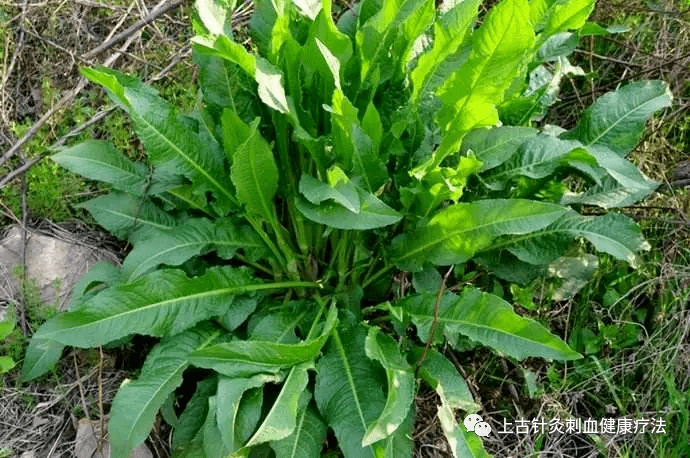 每天学一味中草药——山大黄(彩图)_食用_人体_人们