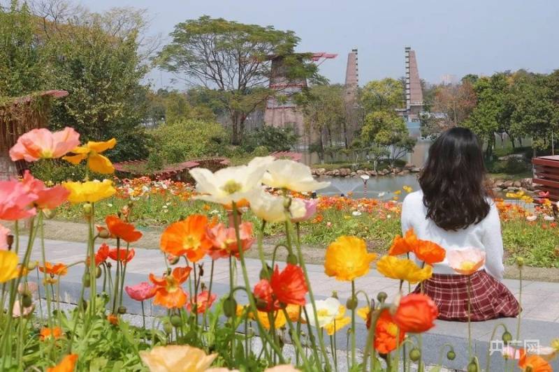 非法|【图集】春暖花开！“虞美人盛开的山坡”在佛山