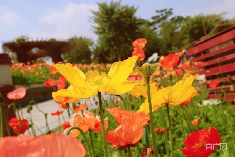 非法|【图集】春暖花开！“虞美人盛开的山坡”在佛山