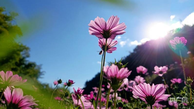 图集|【图集】繁花似锦！广东肇庆多片花海浪漫绽放