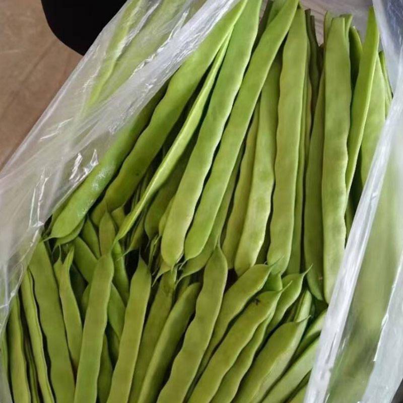 这种扁的四季豆你种过吗新款早熟品种产量高脆嫩美味很好吃